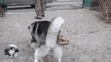 二哈横行霸道惯了,遇到德牧就咬,结果最后被围殴了