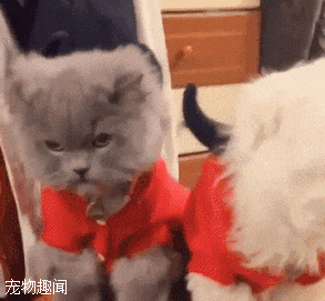 猫咪悄悄亲了一口旁边的狗狗,结果却遭到报复,心里