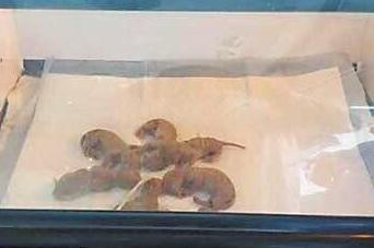 怀孕的流浪猫被路人摔死,留下一肚子未出生的