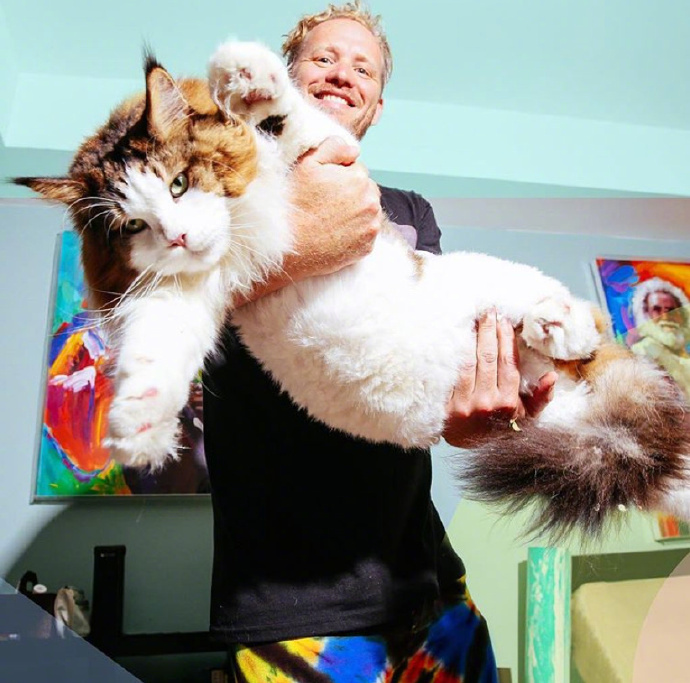 养缅因猫是一种什么体验?