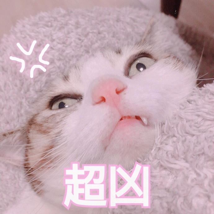 整理了一波猫咪表情包,分享给你们