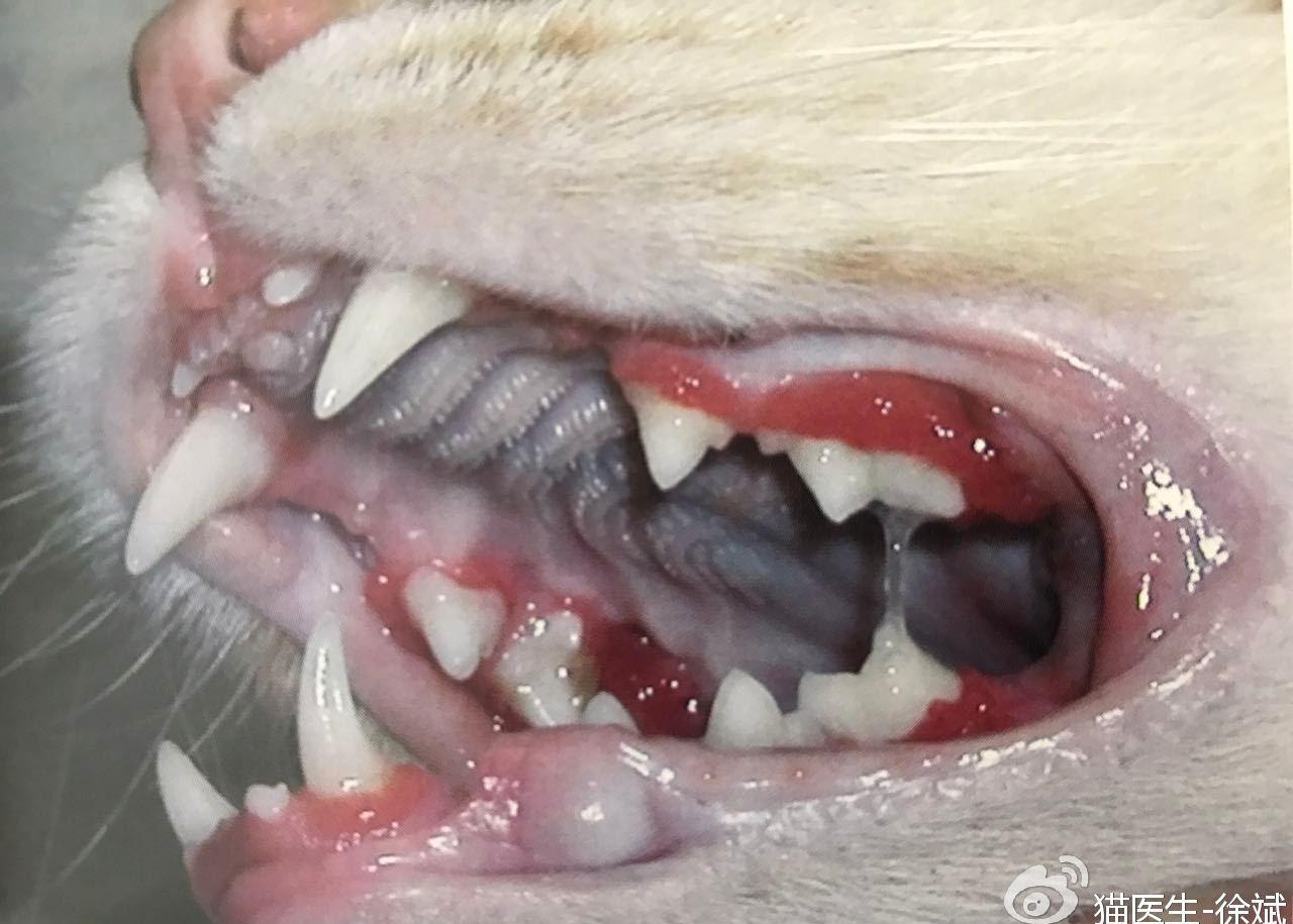 猫齿龈炎-口炎-咽炎