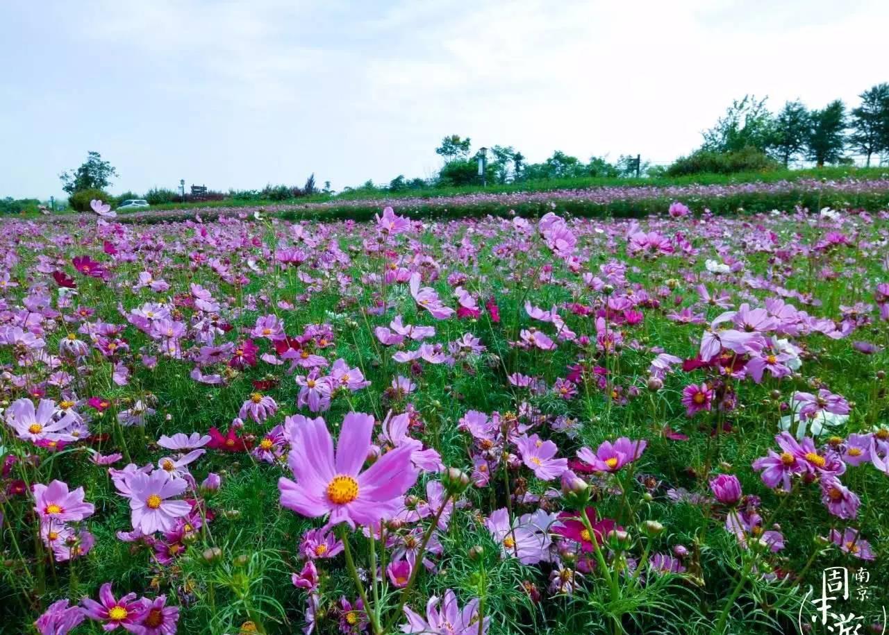 格桑花已开! 南京竟有这么多格桑花海, 不用去西藏, 一样美到爆!