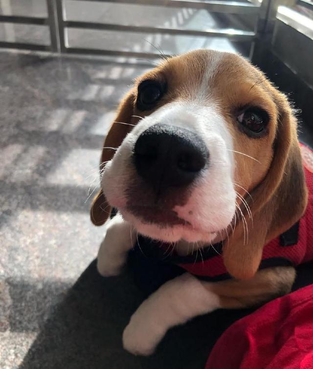 超可爱比格犬一举一动萌化你的心