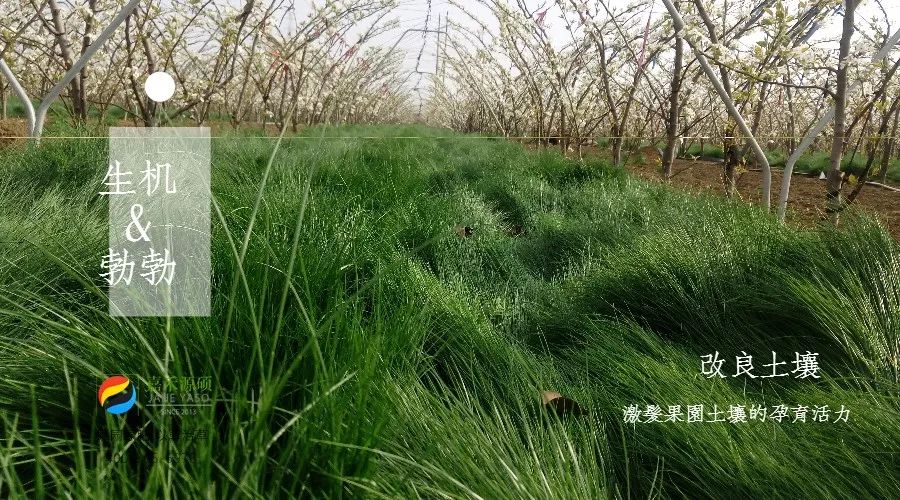 果园绿肥鼠茅草替代除草剂的使用