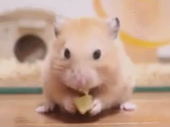 小仓鼠吃芥末后,表情很可爱,内心更是无比崩溃!