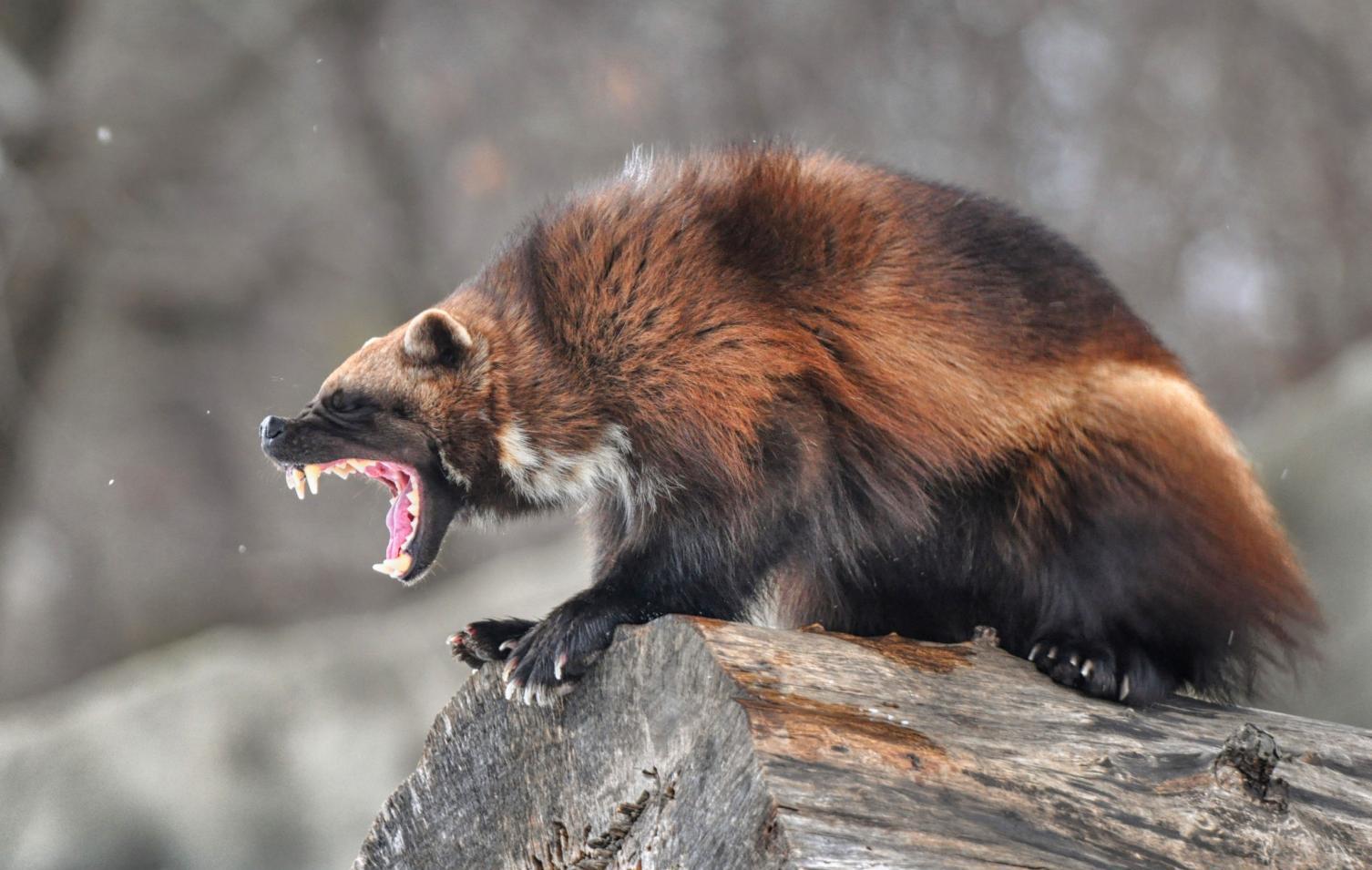 4/8貂熊,是一种介于貂和熊之间的物种,因为兼具貂的速度和熊的勇猛