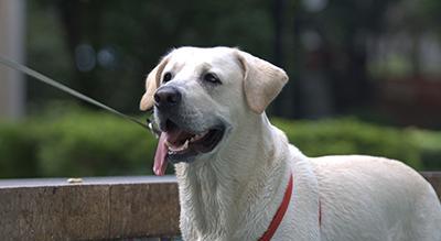 怎样训练拉布拉多?多大月龄为好?