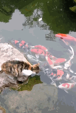 猫望着岸边的鱼无动于衷,网友看后忍不住笑喷:心有力而鱼太大!