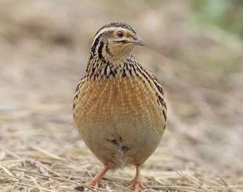 鹌鹑养殖场疫病传播途径分析及环境消毒的重要