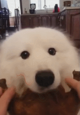 壁纸 动物 狗 狗狗 260_375 竖版 竖屏 手机 gif 动态图 动图