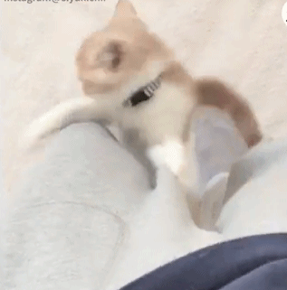 奶猫顺着主人的腿往上爬,那一脸认真的小表情太可爱了!