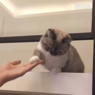 猫咪都不喜欢剪指甲,但它却是个例外,脸剪脚毛都这么呆萌,简直受不了