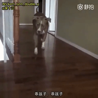 家里来猫后,身材魁梧的大狗走路都要看猫眼色:大哥,你