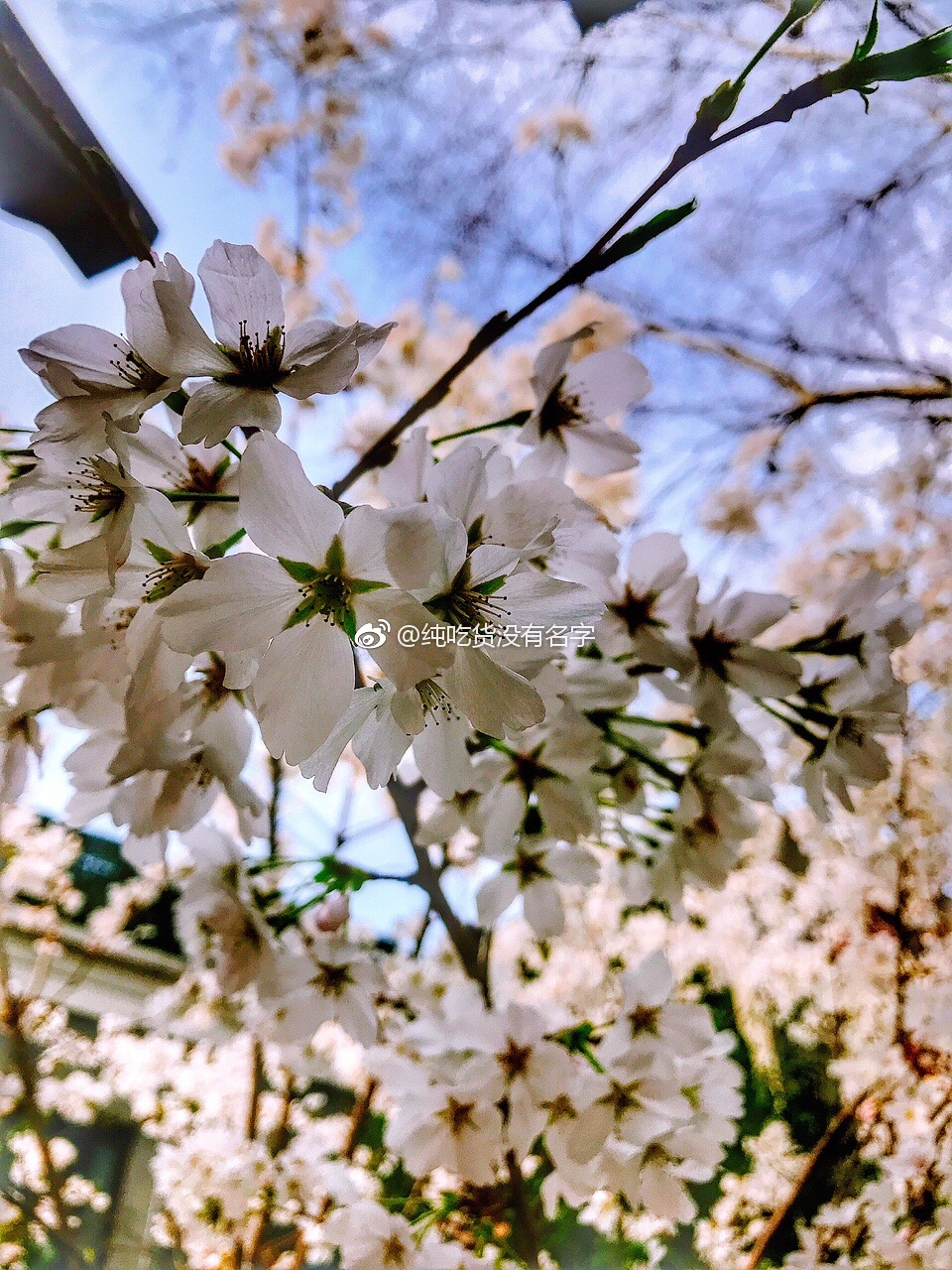 阳春三月好时节777777莫负好春光