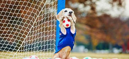 史上最强守门员!这只狗接球技巧破世界史上最