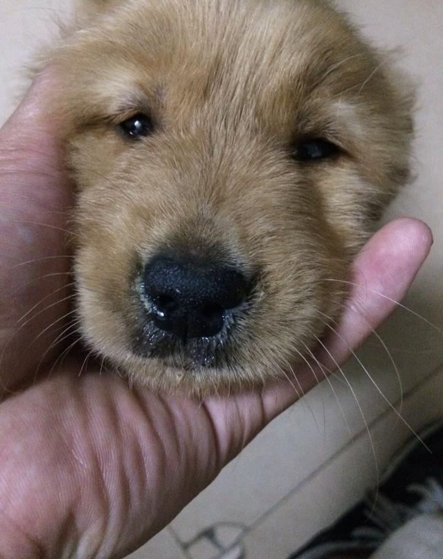 从狗狗鼻涕看出身体状况,狗狗流鼻涕是怎么回
