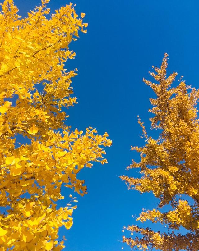 实时拍摄:北京通州郊区银杏美得不像话,让人心