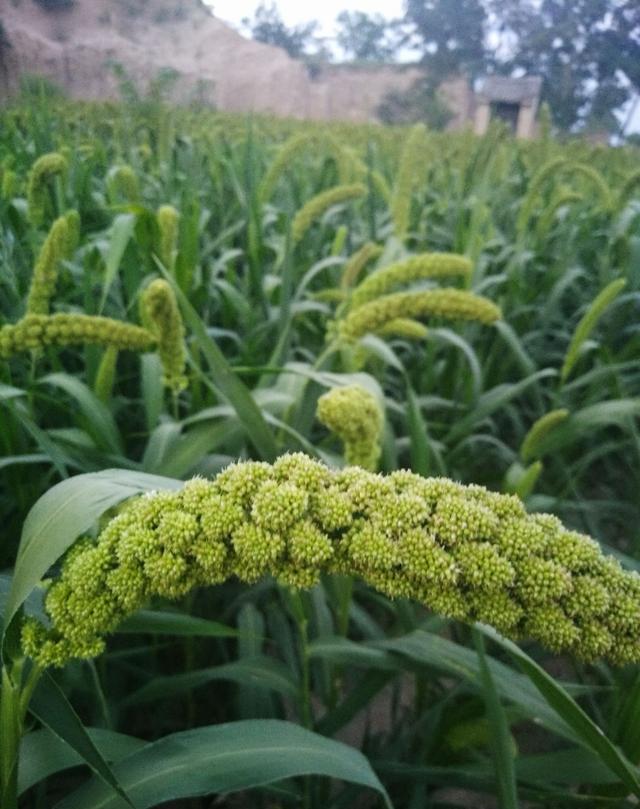 两县三镇交汇处物产丰富风景这边独好