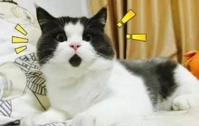 凌渡销量过山车, 这背后当真没有“猫腻”?