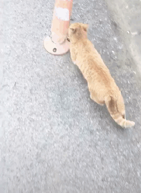 网友被流浪猫碰瓷,朋友看到后劝他赶紧跑,这猫一般人