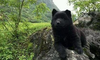 一只纯黑熊版的土松狮,有钱都买不到|黑熊|狗主人|小黑狗_新浪新闻