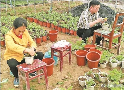 我市建立菊花培育基地