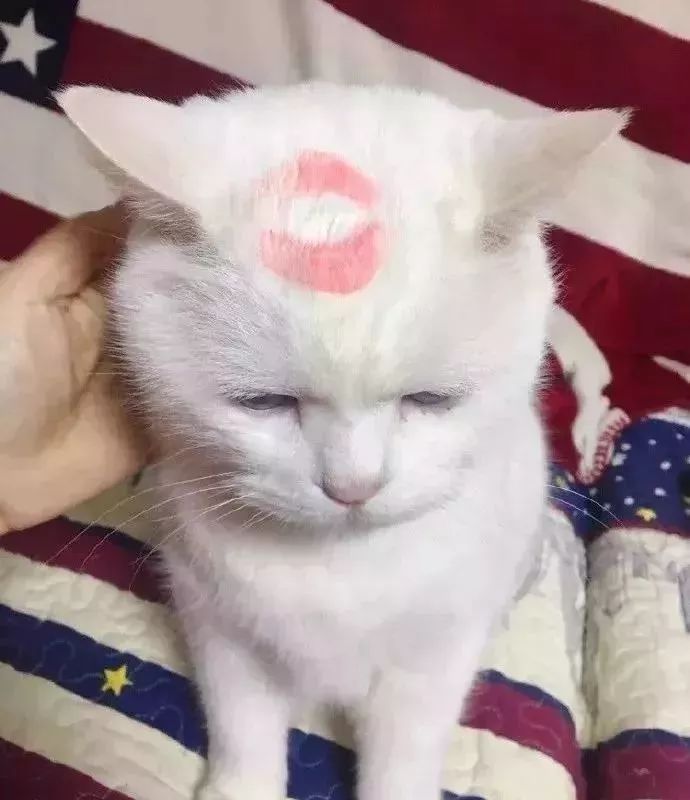 信息中心 求这只猫的博主或者出处     为了解决用户可能碰到关于