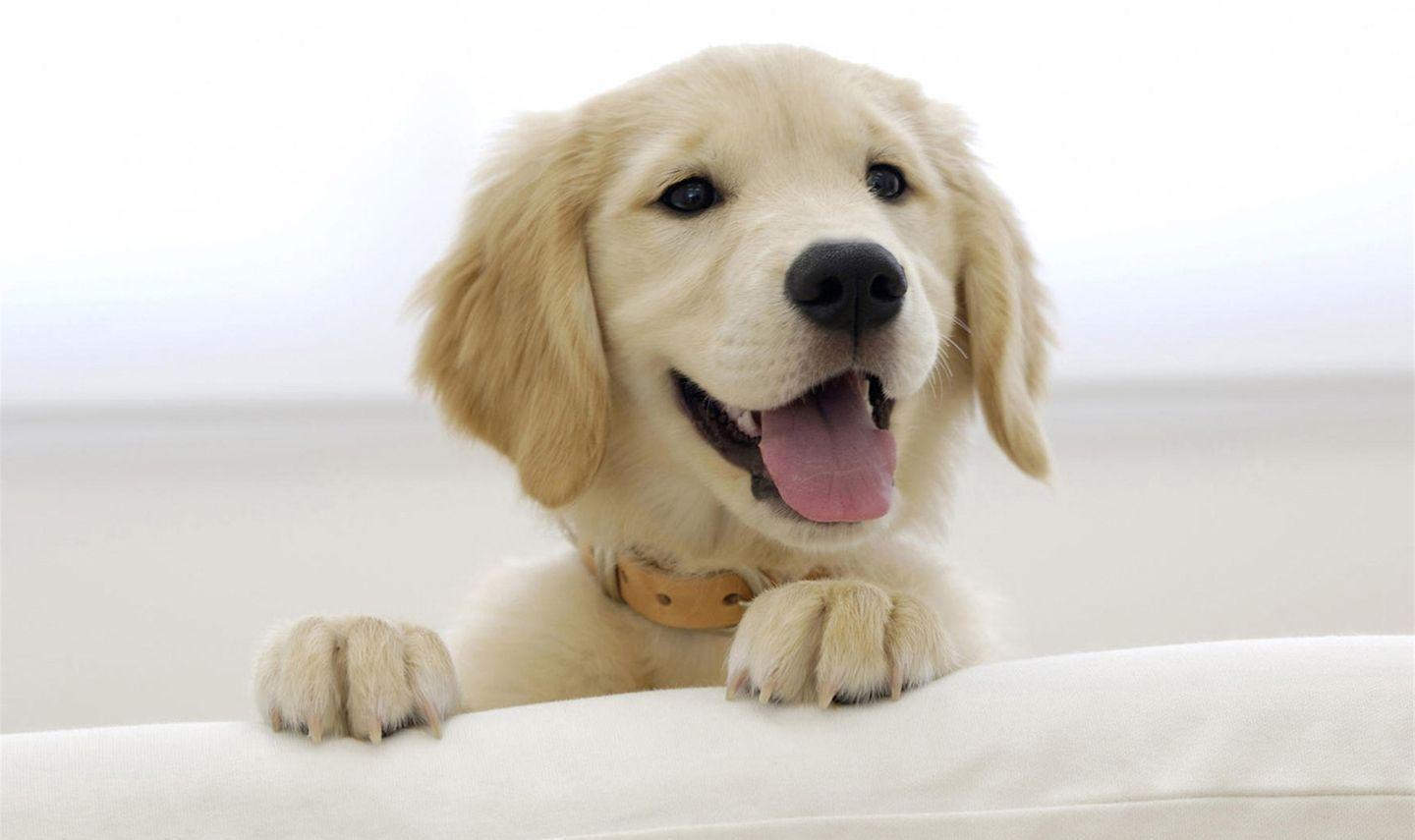 金毛犬没精神怎么办?什么原因?
