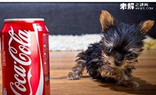 世界由元素组成的，划分到最小结构，难道都是同一种物...