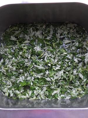 新鲜艾叶这样处理,可以吃一年,女人吃了好处多