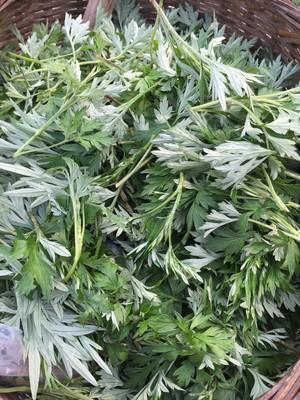 新鲜艾叶这样处理,可以吃一年,女人吃了好处多