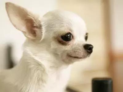 狗狗的不同品种（小型犬）｜科普