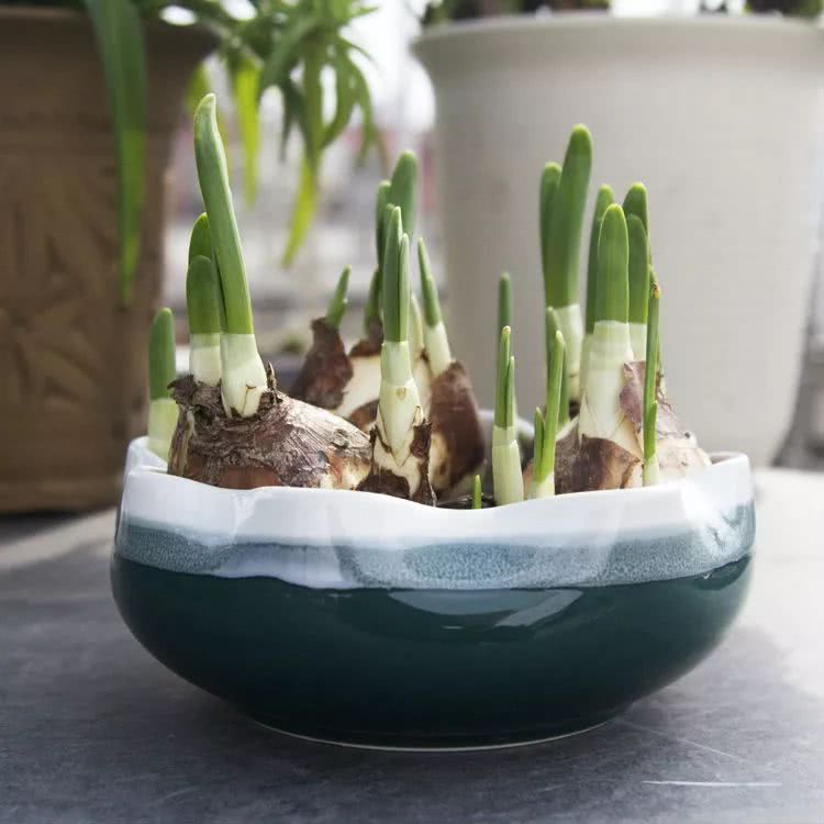 为什么我的水仙花总是每年都不开花,在室内养