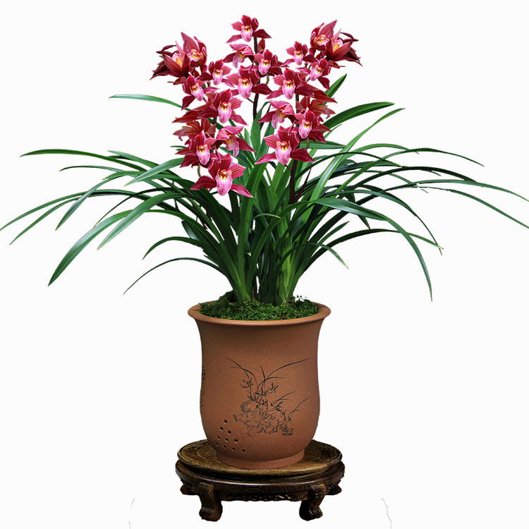 比香水还香的7款植物,招财又旺宅,种在院子