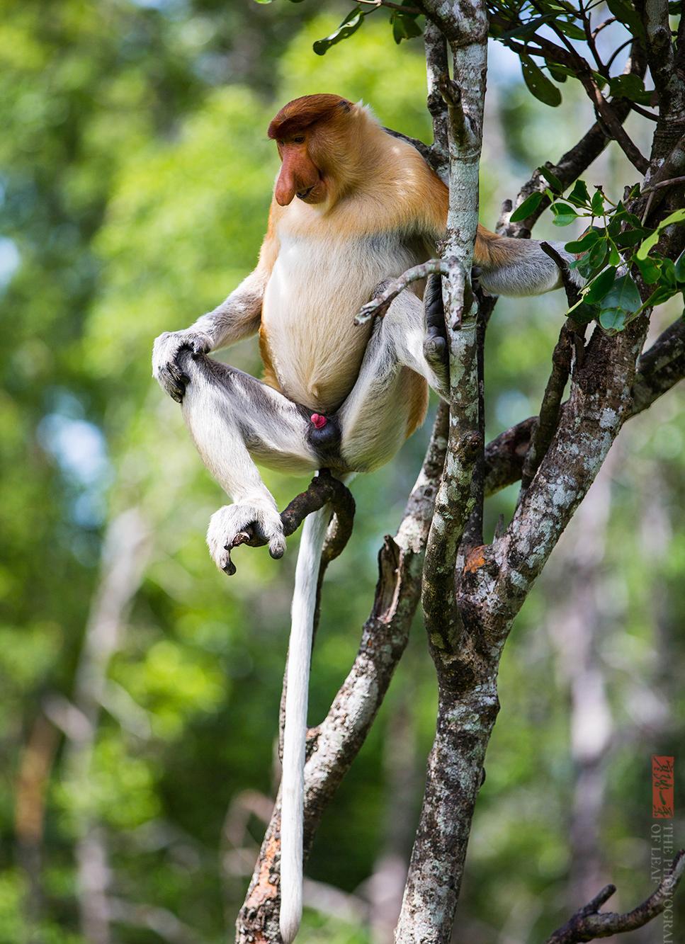 马来西亚国宝“长鼻猴”24小时金枪不倒, 外国女游客看了很害羞