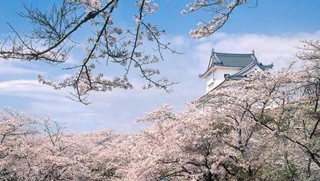 去日本赏樱花?这几个观樱花的最佳位置,不要错