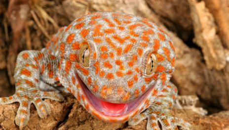 地球上20大色彩最绚烂的蜥蜴, 七彩变色龙令人永生难忘