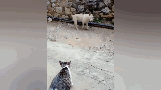 田园犬遇到田园猫,走路步步惊心,逃离猫咪的地盘后撒腿就跑
