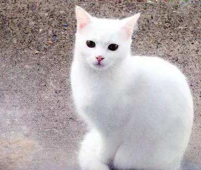 谁说我中华田园猫就不美了!中华田园猫大盘点