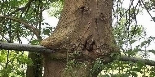 揭开食人树吃人的神秘面纱