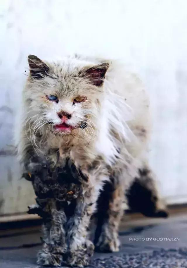 为什么流浪猫的寿命特别短,只能活3-4年?