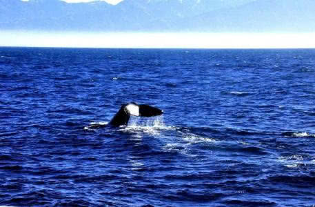 海军军演,炸死的鱼最后都去哪了?