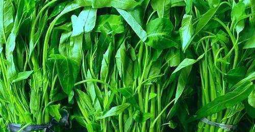 国内几毛钱一斤的青菜,在美国只有富人才吃得