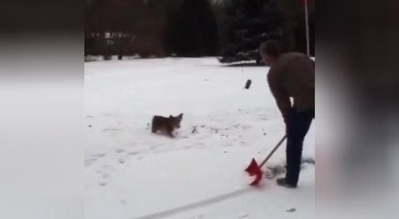 只要一铲雪就能让狗狗后空翻，简直停不下来