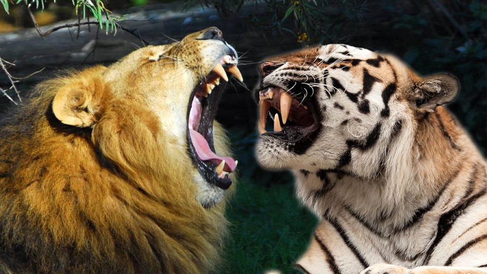 狮虎斗的结局是哪边赢?从老虎和狮子的牙齿长度就可以看出来