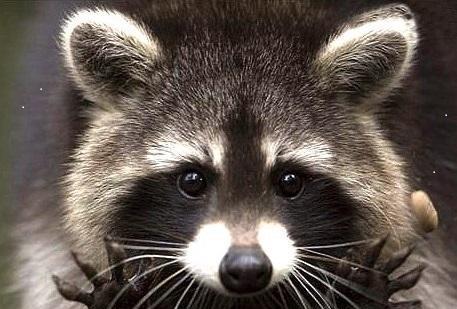 小熊猫和小浣熊什么区别?小熊猫的战斗力惊人