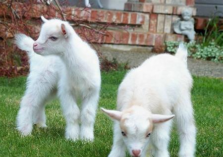 八种超酷的迷你小动物 你喜欢养哪个?