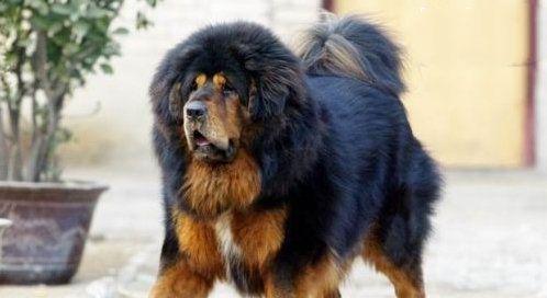 中国10大最有名的功勋藏獒, 狮王当之无愧第一, 咏江滨第二