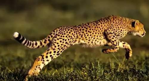 世界上十大凶猛捕猎动物top10